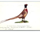 Chinese Pheasant Oregon OR UDB Postcard O17 - $3.91