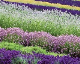 Most Fragrant! 30+ White.  Red &amp; Purple Lavender Mix Flower Seeds / Pere... - £11.57 GBP