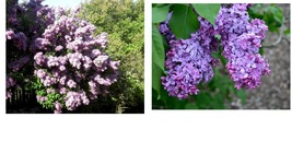 450 Seeds Common Lilac Tree Seeds (Syringa vulgaris) seeds Garden - £22.32 GBP