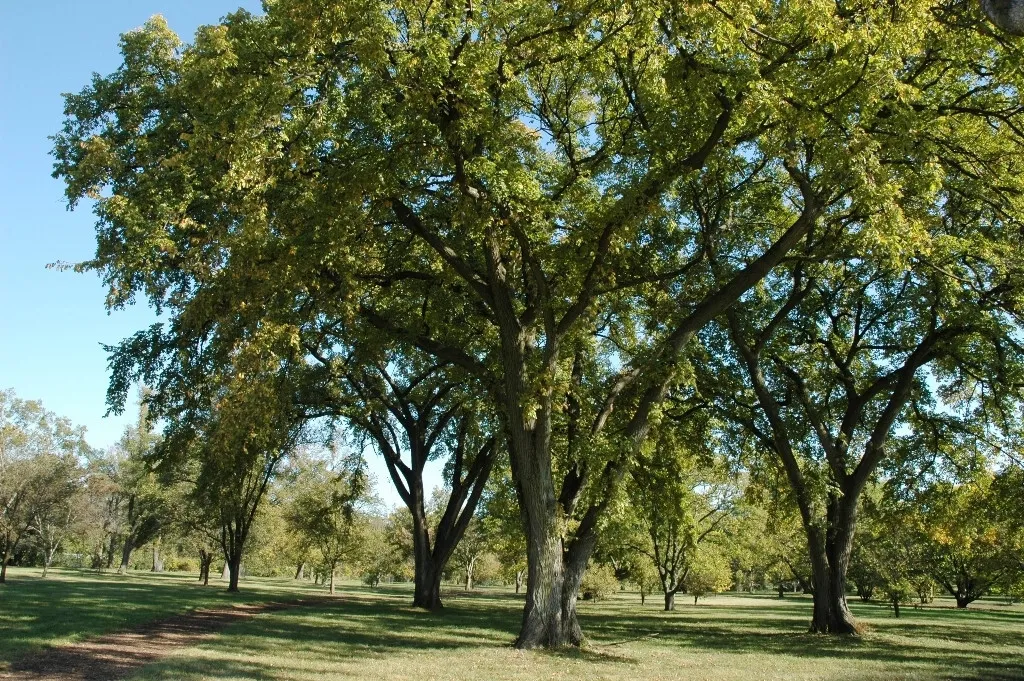 72 Elm, Siberian Elm Tree Seeds  - $17.85