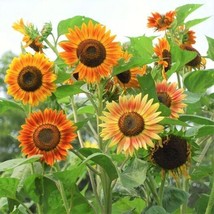 Grow In US 50pcs Evening Sun Sunflower Seeds Bicolor Blooms in Breathtaking Burg - £11.95 GBP