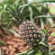 15 White Jade Pineapple Seeds Fruit Fresh Seeds - $8.99