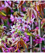 New Fresh 5 Mexican Buckeye Ungnadia Speciosa Shrub Tree Pink Purple Fra... - $289.16 MXN