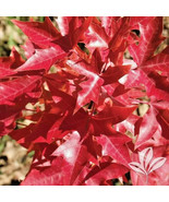 15 Fire Dragon Shantung Maple Seeeds Acer Truncatum Fire Dragon New Fres... - $15.80
