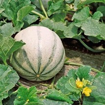 Charentais Melon Seeds Non-Gmo Seed 1055Gardening Beautiful USA SHIPPING - £5.62 GBP