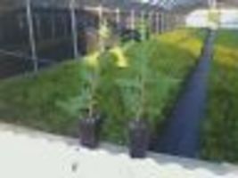Green Giant 6-12” 2.5" pot  Arborvitae Thuja plicata image 3