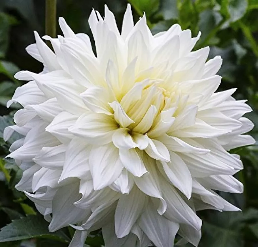 1 - Giant Dinnerplate Dahlia FLEUREL Flower Bulb Tuber Clump MASSIVE BLOOMS - $44.91 CAD