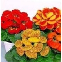 25+ Calceolaria Dainty Mix Flower Seeds LONG LASTING - $9.84