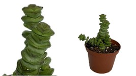 Jade Necklace Plant - Crassula marnieriana minor - 2.5&quot; Pot - C2 - £34.09 GBP