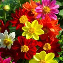 15 Dahlia Mignon Seeds Mix Flower - £14.35 GBP