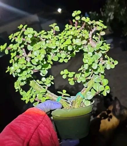 Portulacaria Afra Heart Shapejade Elephant Bush Live Plant In 4 Inch Nur... - $71.90