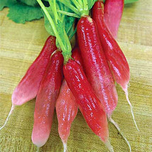 500+ China Rose Radish Seeds For Garden Planting - USA  - £4.09 GBP