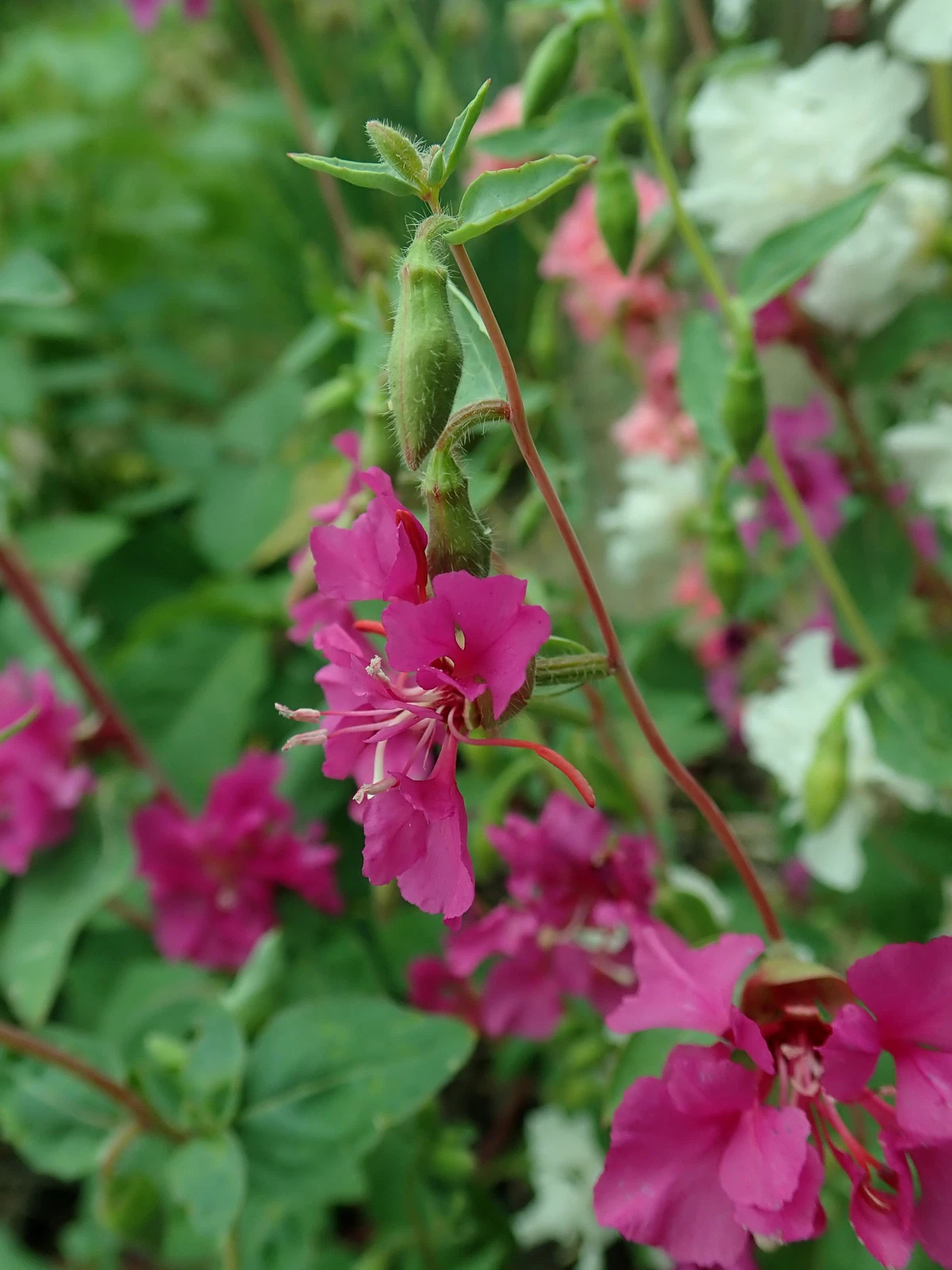 3,000 CLARKIA UNGUICULATA Seeds (Mountain Garland) | NON-GMO | - $30.30