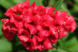 Celosia Argentea Cristata Red Cockscomb Seeds USA Fast Shipping - £15.26 GBP