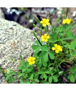 50 Seeds Yellow Wood Sorrel Oxalis stricta Organic Lemon Clover Sourgrass - £6.95 GBP