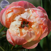 Peony Peach-red Golden Perennial Tree Flower Seeds double petals big blooms home - £2.70 GBP