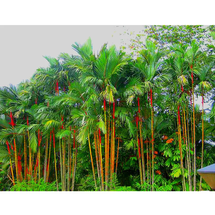 100 seeds Growing Lipstick Palm Cyrtostachys Seeds for a Tropical Touch ... - $8.55