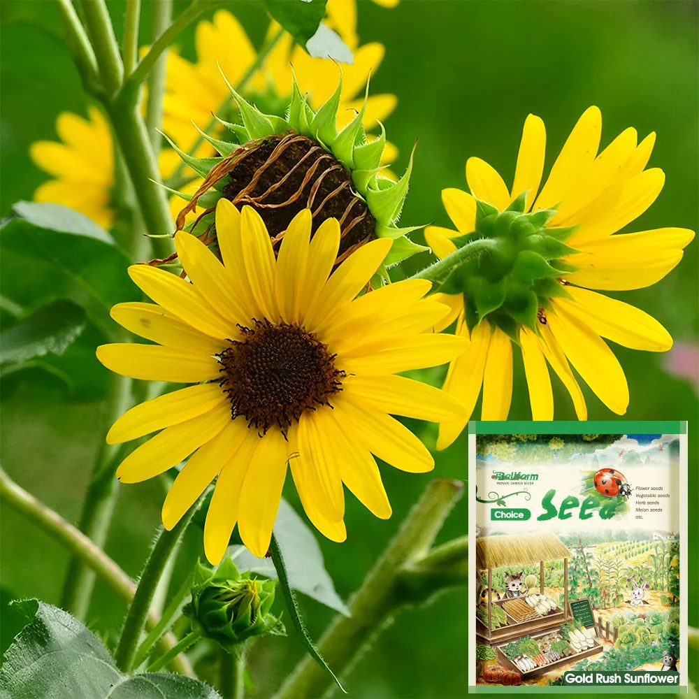 US Seller 50 Gold Rush Sunflower Seeds (120cm Tall) NON GMO High Germina... - £7.72 GBP