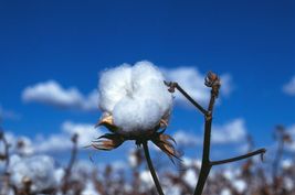 20 Seeds Gossypium Arboreum Tree Cotton - £15.38 GBP