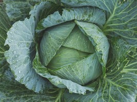 KKG Danish Ballhead Cabbage Or Garden Fresh Garden - $7.89
