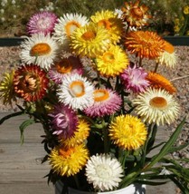 USA Non GMO 200 Seeds Strawflower Tall Mixed Dried Flowers Cut Flowers  - £7.16 GBP