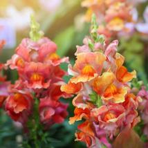 1000+ Rocket Bronze Snapdragon Seeds | Tall Vibrant Garden Flowers - $16.50
