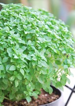 Basil Herb Seeds Dwarf Greek 300 Seeds Fresh Seeds Fast Shipping - $13.08