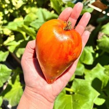 Amber Baron Tomato Seeds 5 Vibrant Tomatoes Ideal Organic Gardens Thoughtful Veg - $15.54