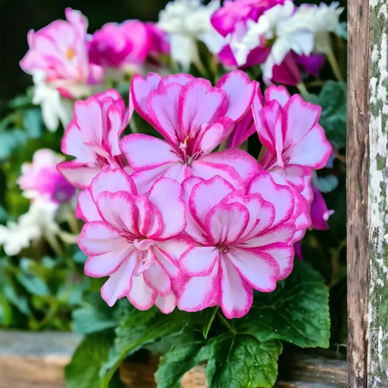 SYST 100 Seeds Packet Geranium Fresh Harvest Heirloom Seed Catalog Home Garden - $10.15