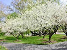 20 Royal White Redbud Seeds Cercis Canadensis F. Alba Royal White USA SELLER Fas - £8.51 GBP