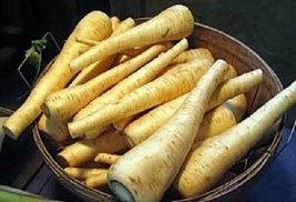 1000 All American Parsnip Pastinaca Sativa White Root Vegetable SeedsFrom US  - $8.35