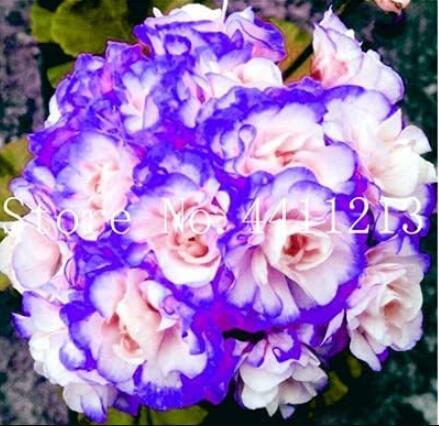 30Seeds Geranium Seeds Light Water Pink Double Flowers With Purple Edge Ball Typ