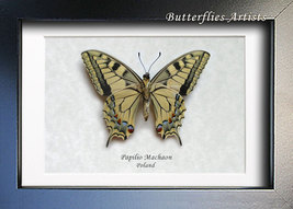 Old World Swallowtail Papilio Machaon Real Butterfly Framed Entomology Shadowbox - £43.06 GBP