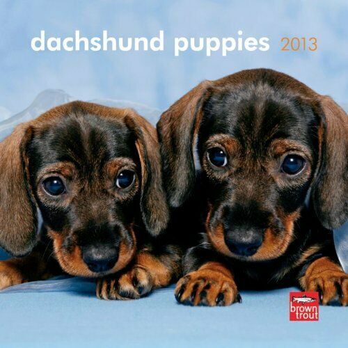 Primary image for Dachshund Puppies 2013 7X7 Mini Wall Calendar