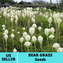 Beautiful Bear Grass Ornamental Grass Seeds Xerophyllum tenax Seed 50Pcs - £14.98 GBP