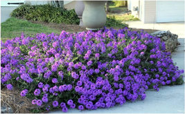 Moss Verbena - 50 + GROUNDCOVER Seeds - Creeping Perennial Purple Flower - USA - £5.66 GBP