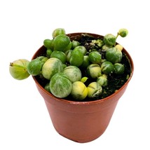 BubbleBlooms Variegated String of Pearls in a 2 inch Pot Tiny Mini Pixie Plant - £16.07 GBP