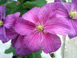 Comtesse de Bouchard Clematis Vine One of the Most Poplular Clematis - 2.5&quot; Pot - £36.22 GBP