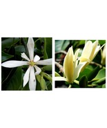 Michelia Alba Flower Seeds White Flowers 40PCS Seeds INTERNATIONAL SHIP - £15.14 GBP