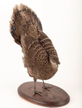 Grey Peacock-Pheasant (Polyplectron Bicalcaratum) Taxidermy Stand Mount - £757.64 GBP