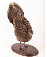 Grey Peacock-Pheasant (Polyplectron Bicalcaratum) Taxidermy Stand Mount - £747.12 GBP