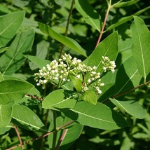 USA Seller Prairie Dogbane Seeds Apocynum Cannabinum 20 Seeds Free Shipping - $24.95