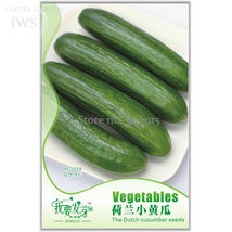 Sweet And Succulent Dutch Cucumber Seeds 6 Seeds - $7.99