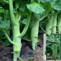 Jingyan® Huge Stem Gai Lan Seeds - £8.48 GBP