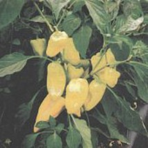 USA SELLER Hungarian Semi Hot Peppers Seeds Fast Shipping - $9.80