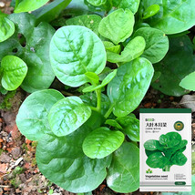 US Seller Basella Alba Green Malabar Spinach Seeds New Fresh Seeds - $14.58