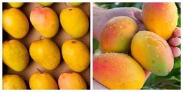 Grafted Alphonso Mango Live fruit tropical tree - $151.99