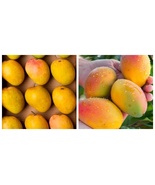 Grafted Alphonso Mango Live fruit tropical tree - £122.65 GBP