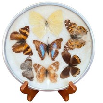 Vintage x7 Moth Butterfly Wing Display Plate Wall Hanging 5.75 inch diam... - £58.32 GBP