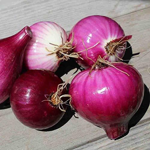 Onion, Red Burgundy, Red Sweet Heirloom, 100+ Seeds, Great in Salads& Cooking